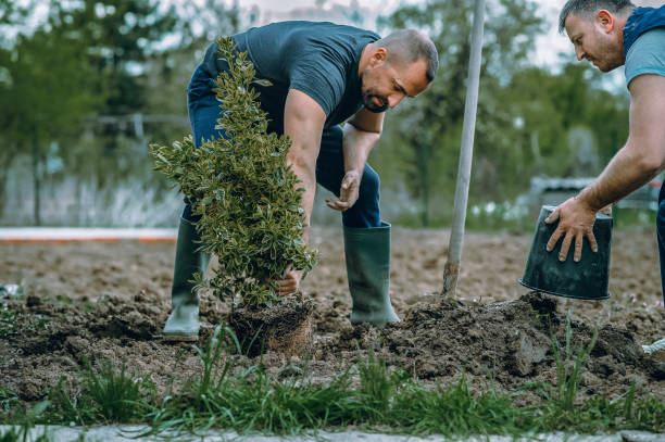 The Steps Involved in Our Tree Care Process in Electra, TX